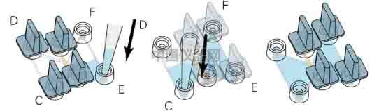 細胞趨化實驗新方法(二)--實時觀察細胞動態