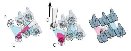 細胞趨化實驗新方法(二)--實時觀察細胞動態